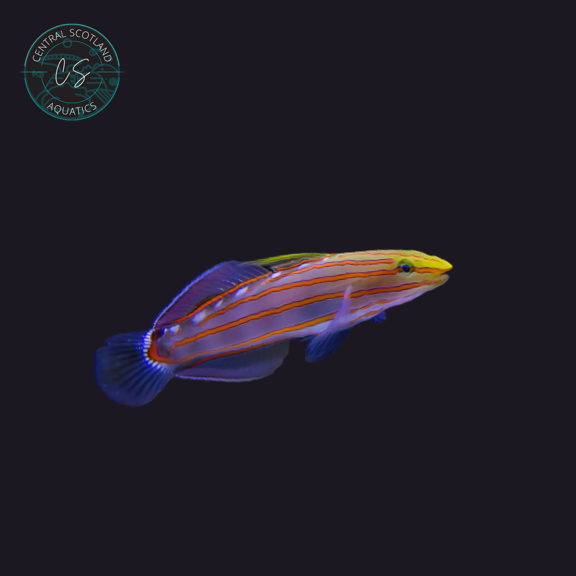 Tank bred Court Jester Goby Amblygobius rainfordi in UK reef aquarium