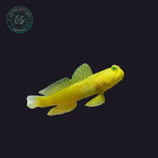 Tank bred Yellow Watchman Goby Cryptocentrus cinctus in UK reef aquarium