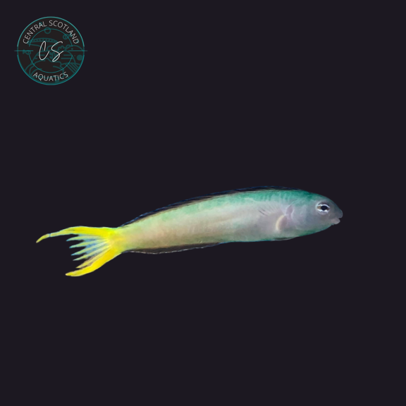 Tank bred African Fang Blenny Meiacanthus mossambicus in UK reef aquarium