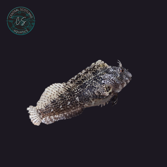 Tank bred Molly Miller Blenny Scartella cristata in UK reef aquarium