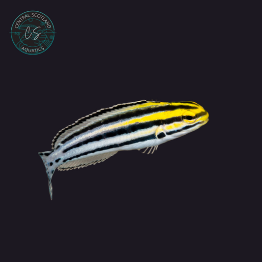 Tank bred Striped Blenny Meiacanthus grammistes in UK reef aquarium