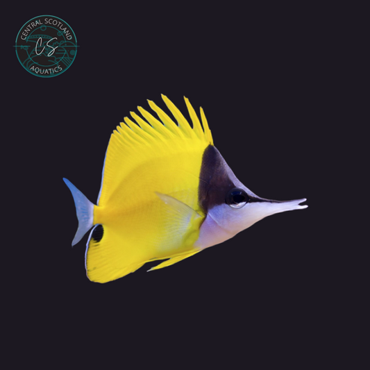 Tank bred Longnose Butterflyfish Forcipiger flavissimus in UK reef aquarium
