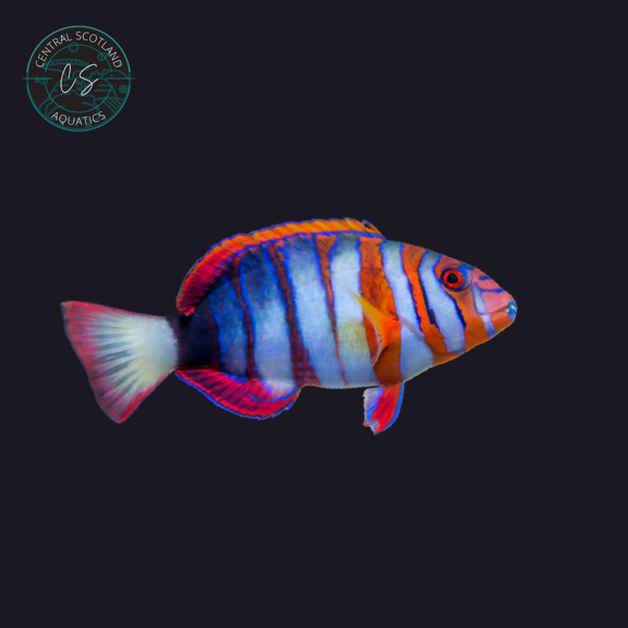 Tank bred Harlequin Tuskfish Choerodon fasciatus in UK reef aquarium