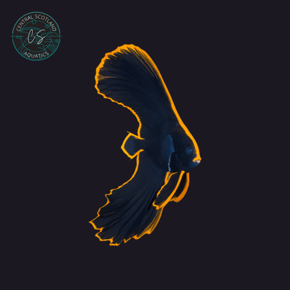 Tank bred Pinnate Batfish Platax pinnatus in UK reef aquarium