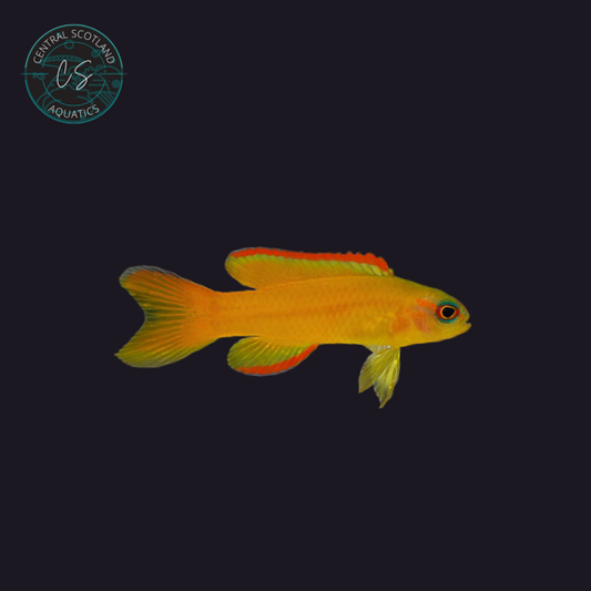 Tank bred Yellow Assessor Assessor flavissimus in UK reef aquarium