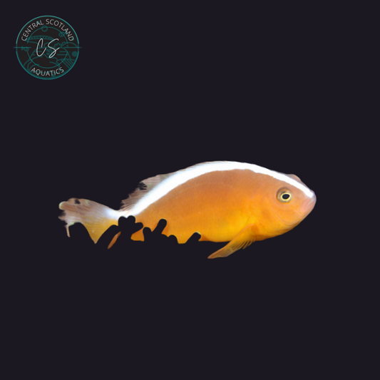 Tank bred Skunk Stripe Clownfish Amphiprion akallopisos in UK reef aquarium