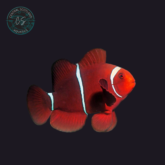 Tank bred Maroon Clownfish Premnas biaculeatus in UK reef aquarium