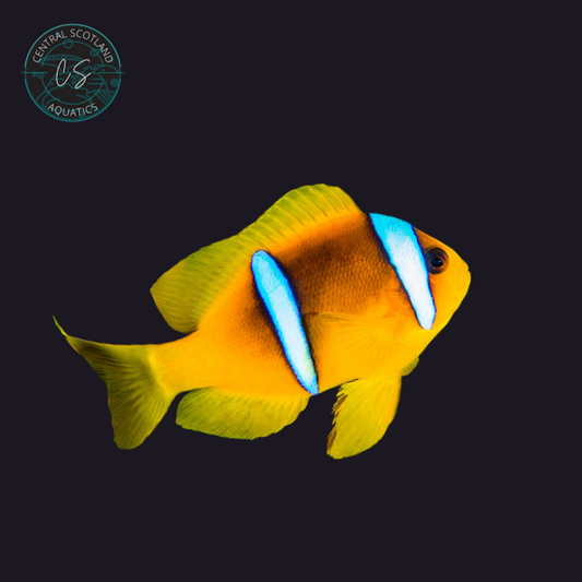 Tank bred Two-Band Clownfish Amphiprion bicinctus in UK reef aquarium