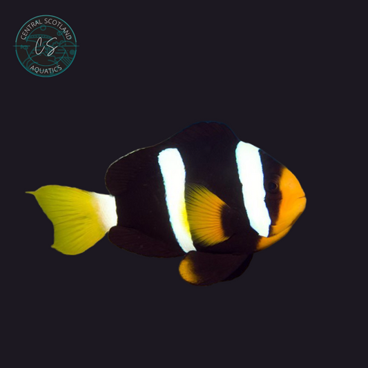 Tank bred Black Clarkii Clownfish Amphiprion clarkii variant in UK reef aquarium