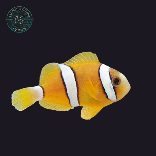 Tank bred Clarkii Clownfish Amphiprion clarkii in UK reef aquarium