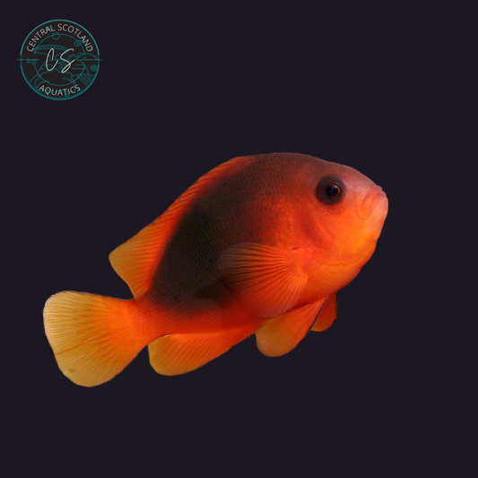 Tank bred Saddleback Clownfish Amphiprion ephippium in UK reef aquarium