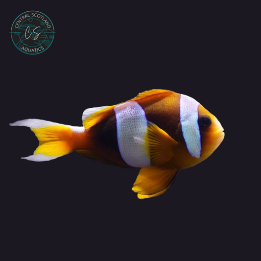Tank bred Madagascar Clownfish Amphiprion epigrammata in UK reef aquarium