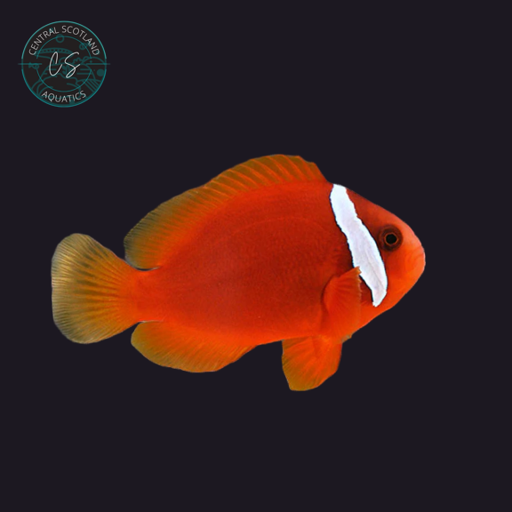 Tank bred Tomato Clownfish Amphiprion frenatus in UK reef aquarium