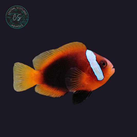 Tank bred Cinnamon Clownfish Amphiprion melanopus in UK reef aquarium