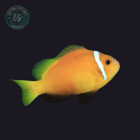 Tank bred Maldive Clownfish Amphiprion nigripes in UK reef aquarium