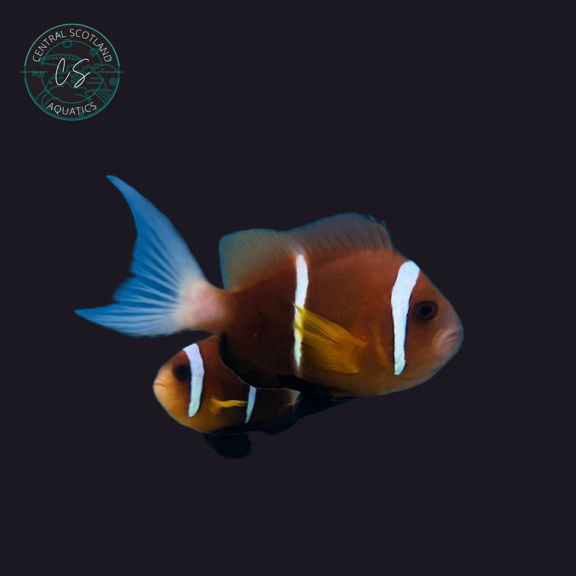 Tank bred Oman Clownfish Amphiprion omanensis in UK reef aquarium