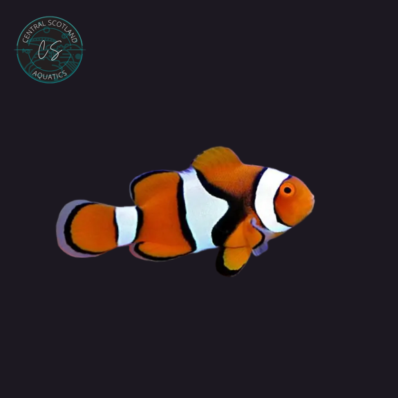 Tank bred True Percula Clownfish Amphiprion percula in UK reef aquarium