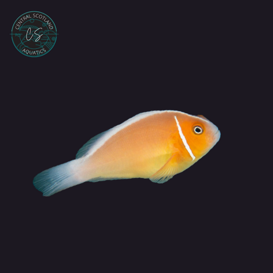 Tank bred Pink Skunk Clownfish Amphiprion perideraion in UK reef aquarium