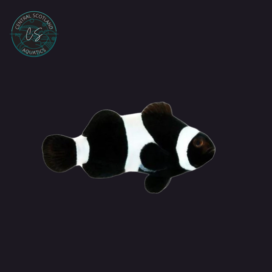 Tank bred Darwin Clownfish Amphiprion ocellaris in UK reef aquarium