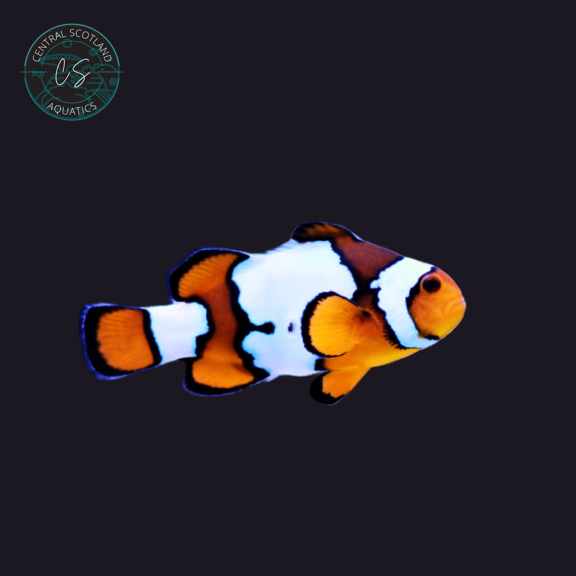 Tank bred Snowflake Clownfish Amphiprion ocellaris in UK reef aquarium