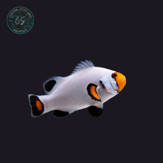 Tank bred Platinum Clownfish Amphiprion ocellaris in UK reef aquarium
