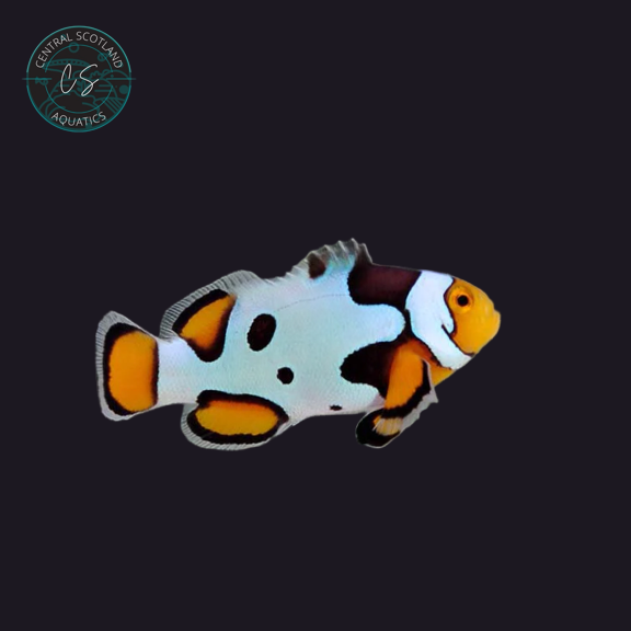 Tank bred Picasso Clownfish Amphiprion ocellaris in UK reef aquarium
