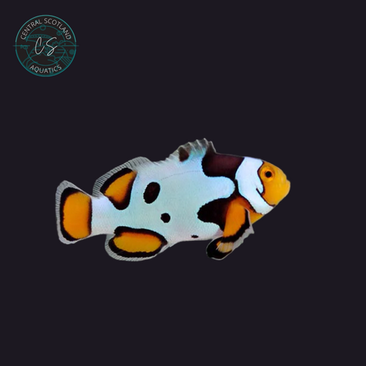 Tank bred Picasso Clownfish Amphiprion ocellaris in UK reef aquarium