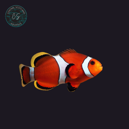 Tank bred Common Clownfish Amphiprion ocellaris in UK reef aquarium