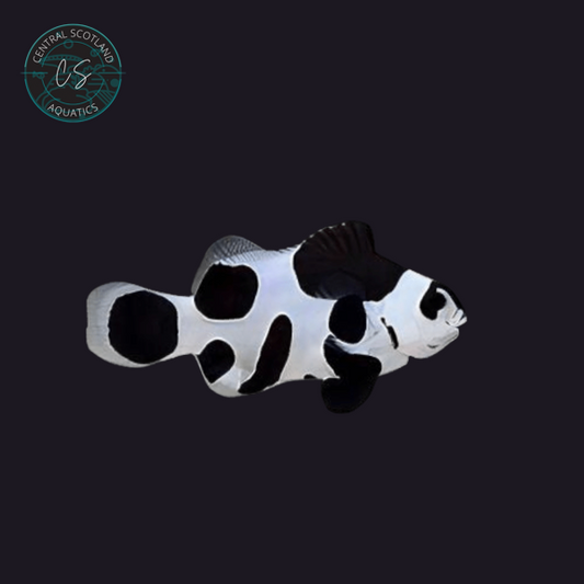 Tank bred Black Storm Clownfish Amphiprion ocellaris in UK reef aquarium