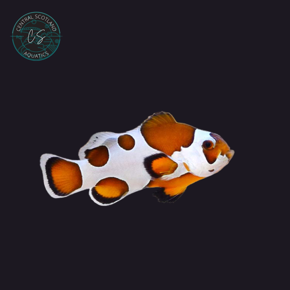 Tank bred Orange Storm Clownfish Amphiprion ocellaris in UK reef aquarium