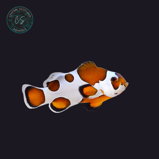 Tank bred Orange Storm Clownfish Amphiprion ocellaris in UK reef aquarium