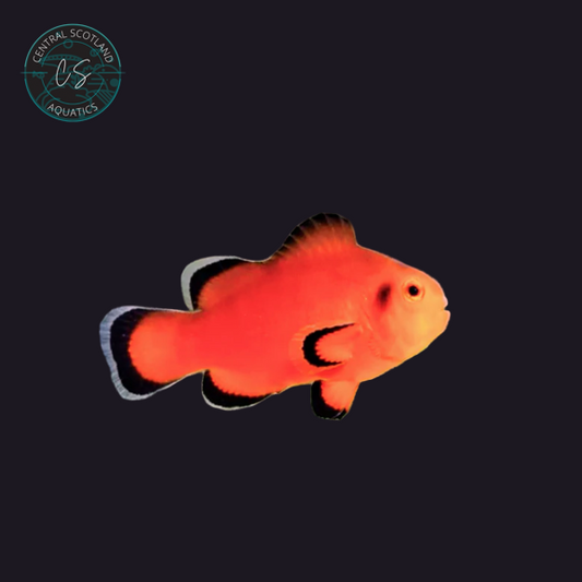 Tank bred Naked Clownfish Amphiprion ocellaris in UK reef aquarium