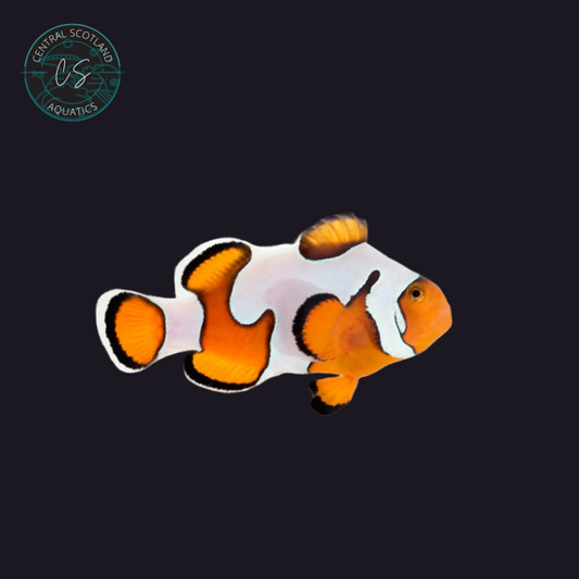 Tank bred Gladiator Clownfish Amphiprion ocellaris in UK reef aquarium
