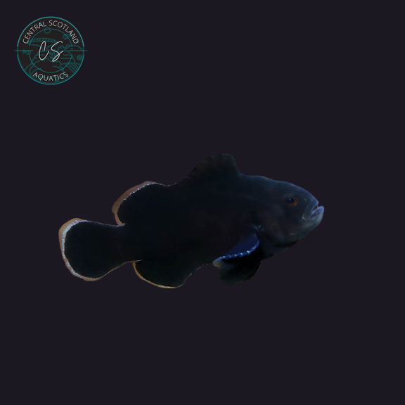 Tank bred Midnight Clownfish Amphiprion ocellaris in UK reef aquarium