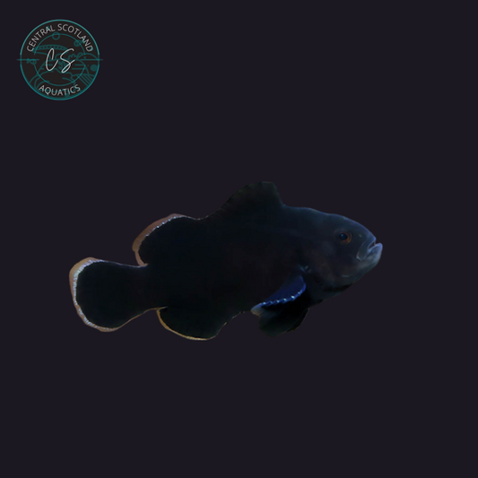 Tank bred Midnight Clownfish Amphiprion ocellaris in UK reef aquarium