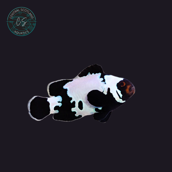 Tank bred Black Ice Snowflake Clownfish Amphiprion ocellaris in UK reef aquarium