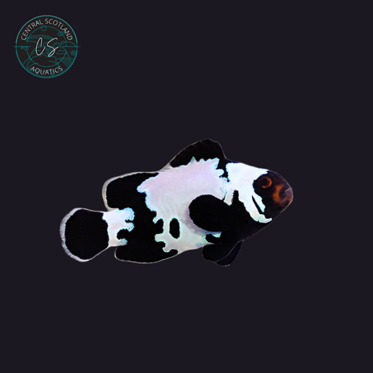 Tank bred Black Ice Snowflake Clownfish Amphiprion ocellaris in UK reef aquarium