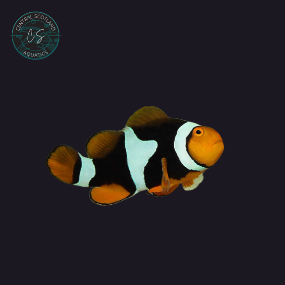 Tank bred Onyx Clownfish Amphiprion ocellaris in UK reef aquarium