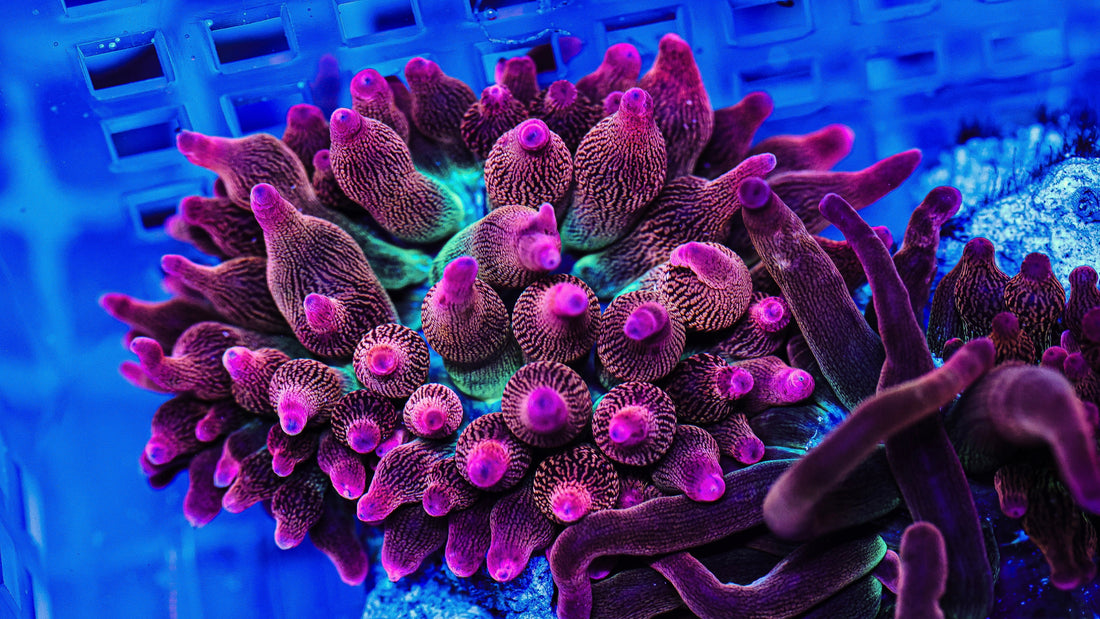 The Complete Guide to Bubble Tip Anemone Care: From Beginner to Expert