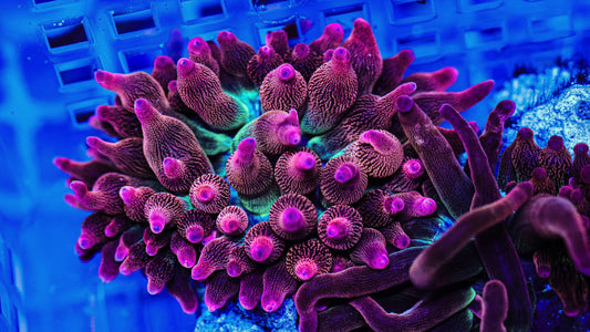 The Complete Guide to Bubble Tip Anemone Care: From Beginner to Expert