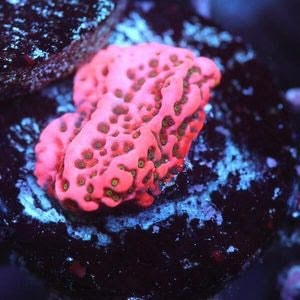 WYSIWYG Cherry Tree Montipora