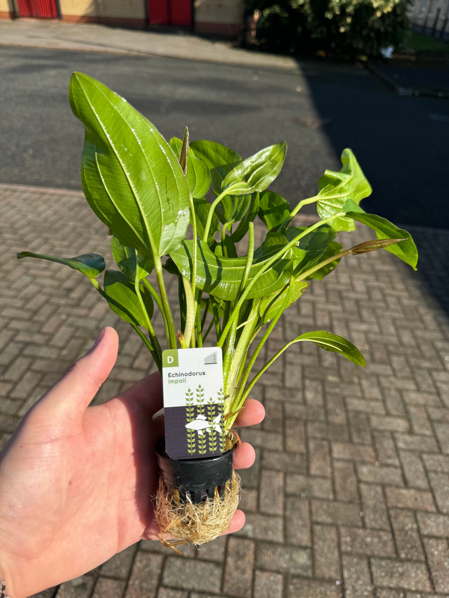 Echinodorus Impaii in 5cm Pot