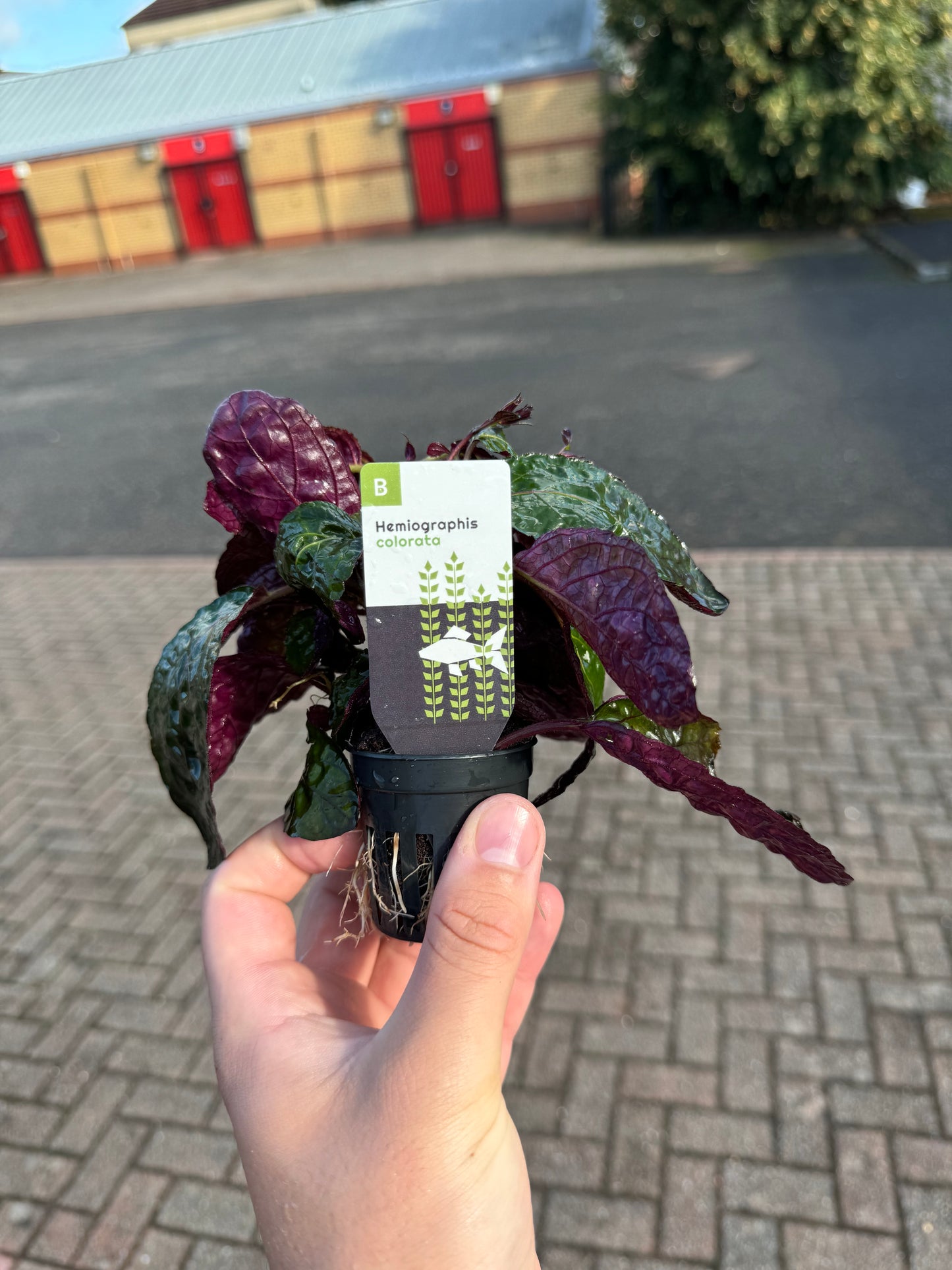 Hemiographis Colorata in 5cm Pot