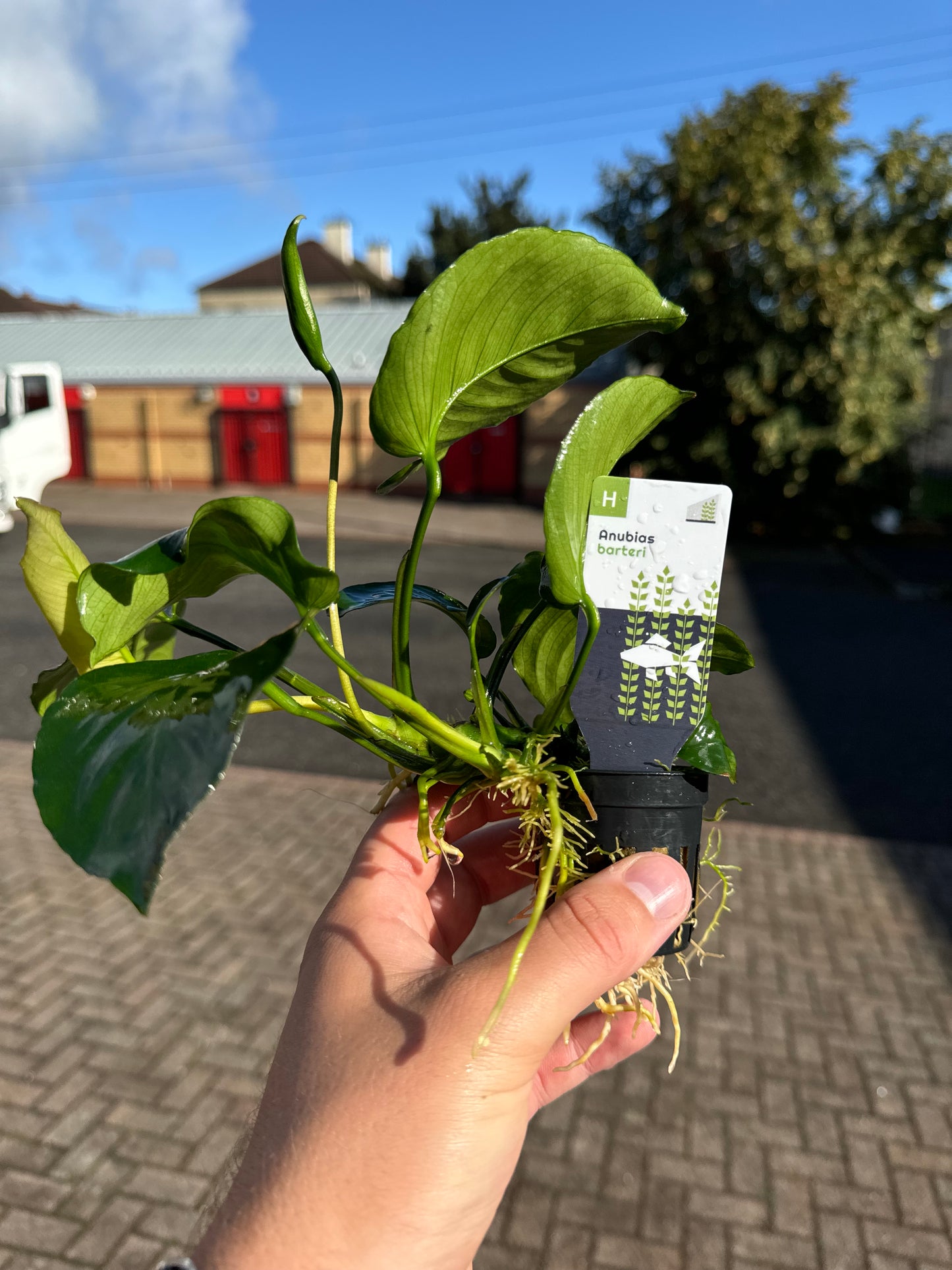 Anubias Barteri in 5cm Pot