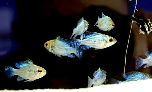 Electric Blue Rams 4cm