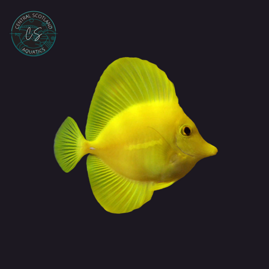 Tank bred Yellow Tang Zebrasoma flavescens in UK reef aquarium