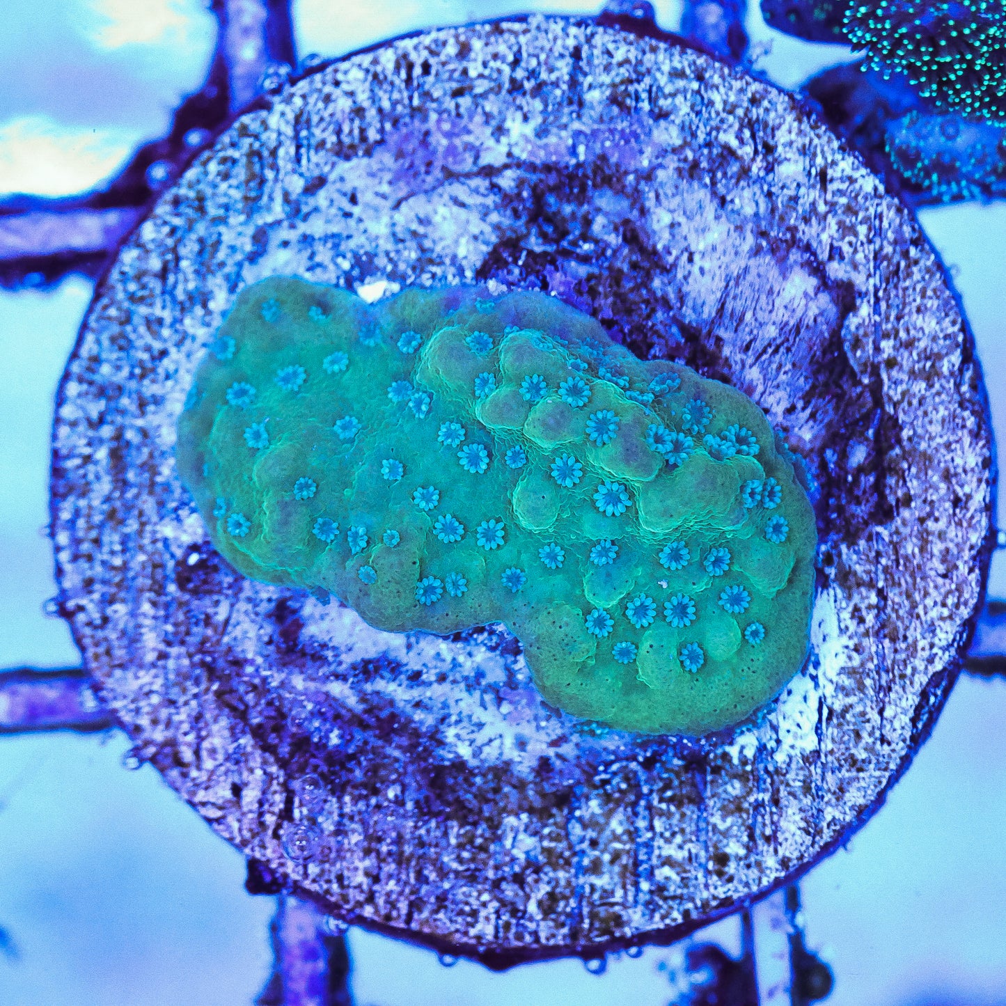 WYSIWYG Plating Montipora Frag