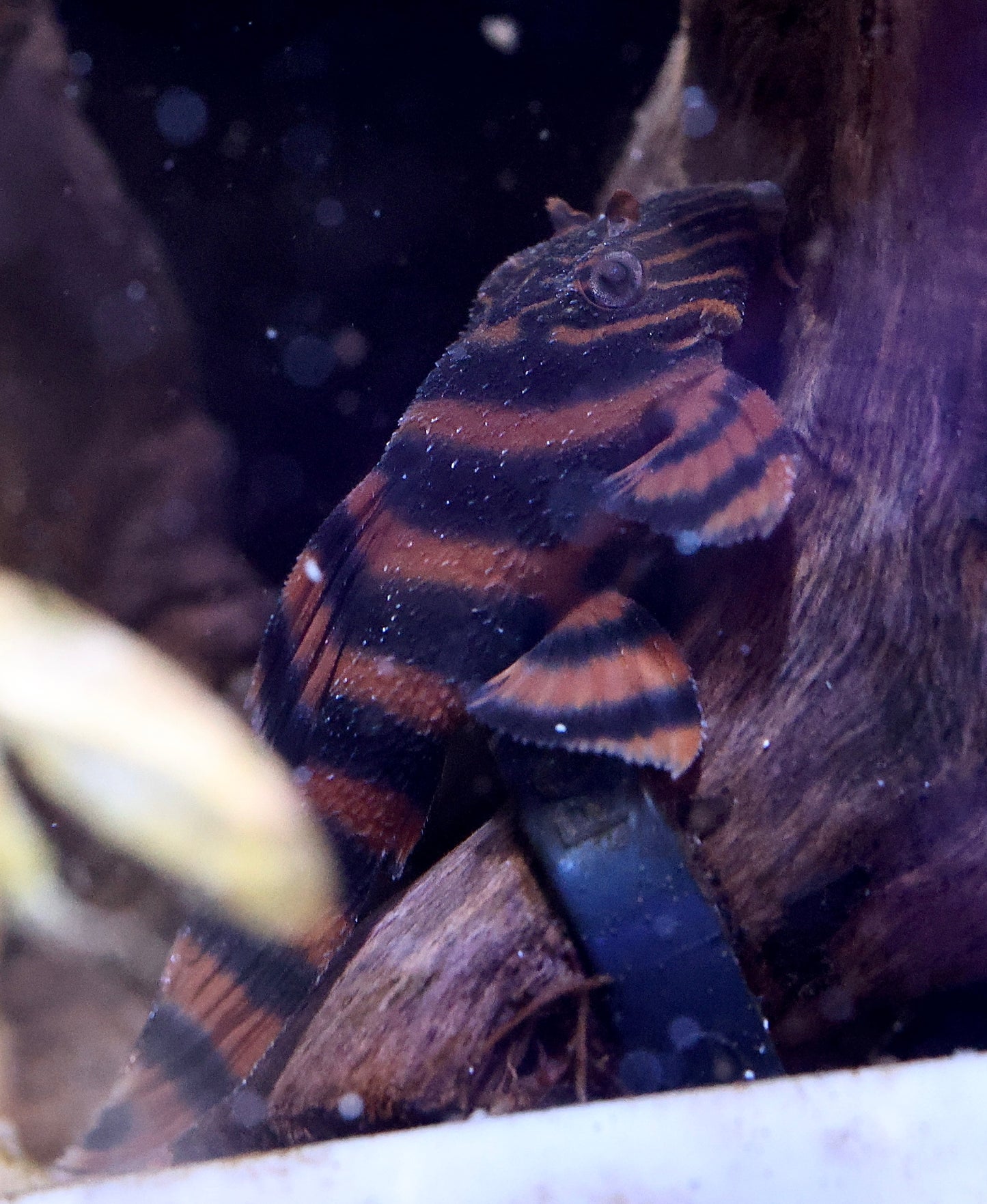 L397 Alenquer Tiger Pleco 2-3cm Locally Bred