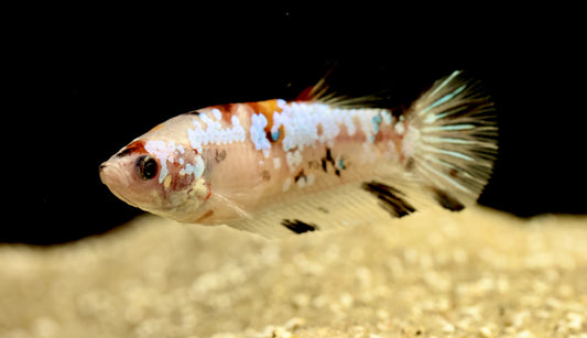 WYSIWYG Female Nemo Koi Betta/Fighter 5cm