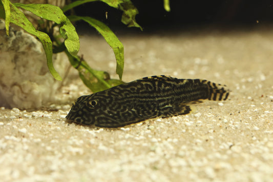 Tiger Hillstream Loach (Sewellia Lineolata) 5cm